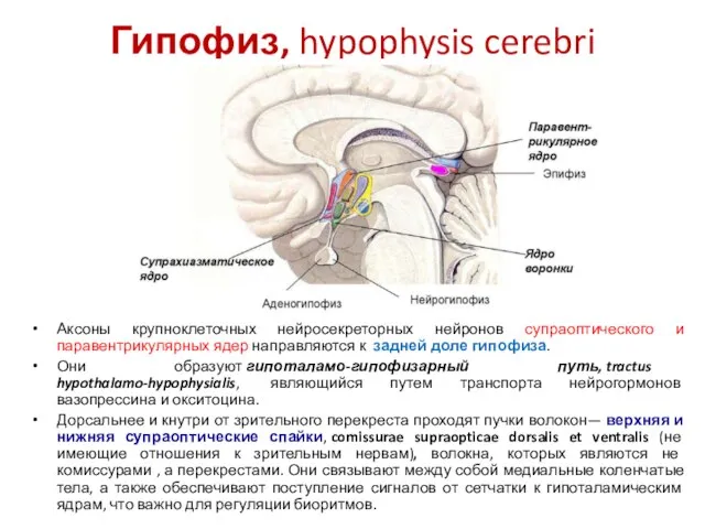 Гипофиз, hypophysis cerebri Аксоны крупноклеточных нейросекреторных нейронов супраоптического и паравентрикулярных ядер