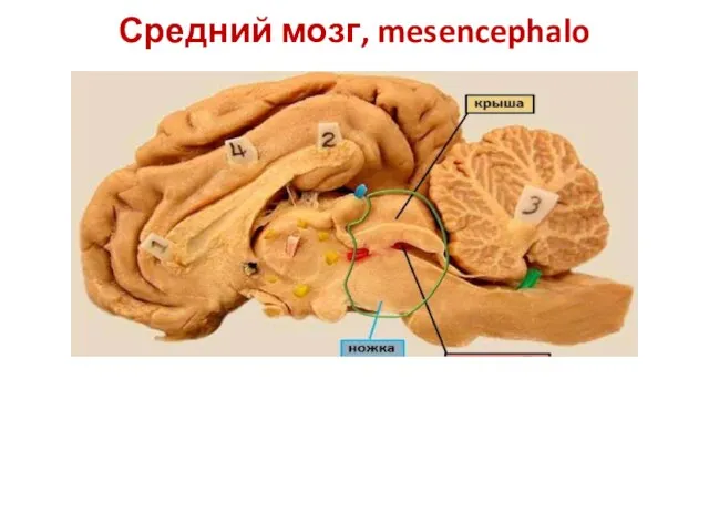 Средний мозг, mesencephalo