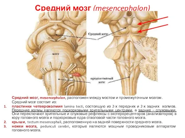 Средний мозг (mesencephalon) Средний мозг, mesencephalon, расположен между мостом и промежуточным