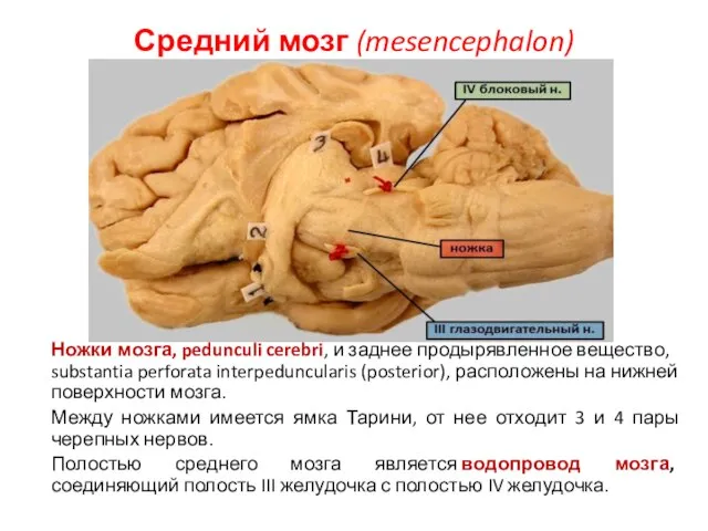 Средний мозг (mesencephalon) Ножки мозга, pedunculi cerebri, и заднее продырявленное вещество,