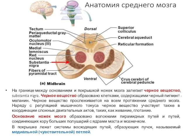 На границе между основанием и покрышкой ножек мозга залегает черное вещество,