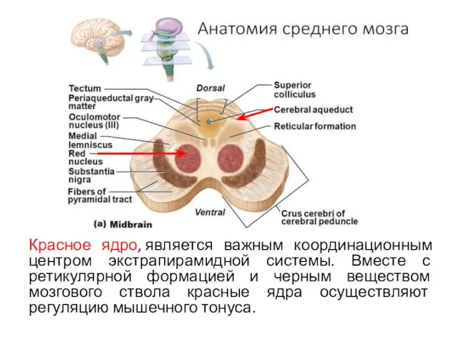 Красное ядро, является важным координационным центром экстрапирамидной системы. Вместе с ретикулярной