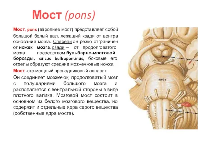 Мост (pons) Мост, pons (варолиев мост) представляет собой большой белый вал,