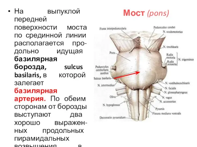 Мост (pons) На выпуклой передней поверхности моста по срединной линии располагается