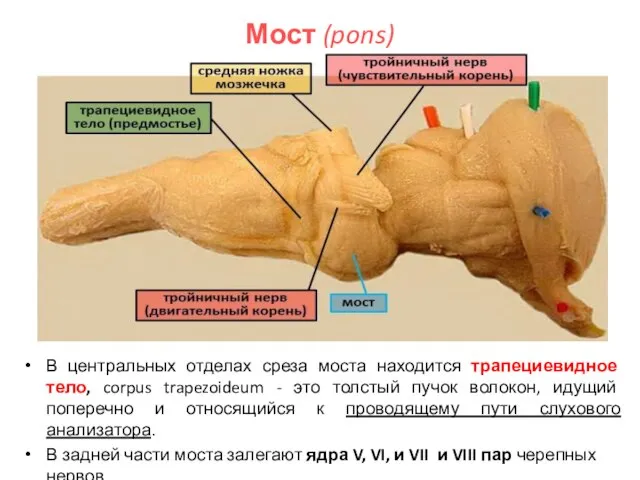 Мост (pons) В центральных отделах среза моста находится трапециевидное тело, corpus