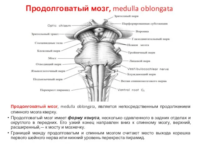 Продолговатый мозг, medulla oblongata Продолговатый мозг, medulla oblongata, является непосредственным продолжением