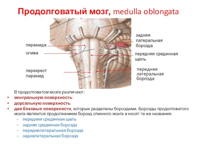 Продолговатый мозг, medulla oblongata В продолговатом мозге различают: вентральную поверхность дорсальную