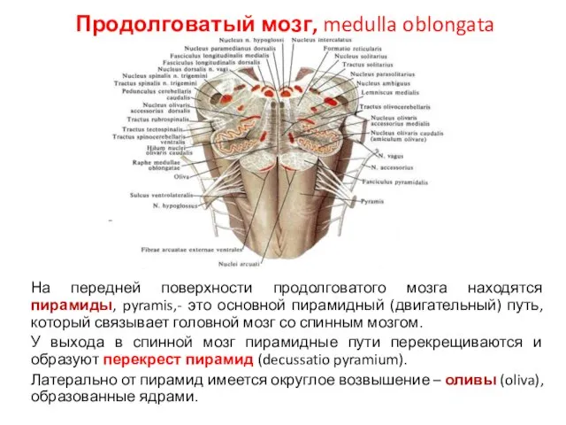 Продолговатый мозг, medulla oblongata На передней поверхности продолговатого мозга находятся пирамиды,