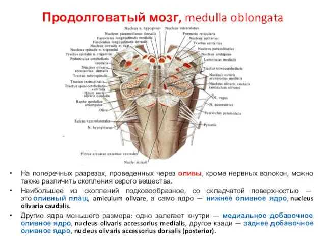 Продолговатый мозг, medulla oblongata На поперечных разрезах, проведенных через оливы, кроме