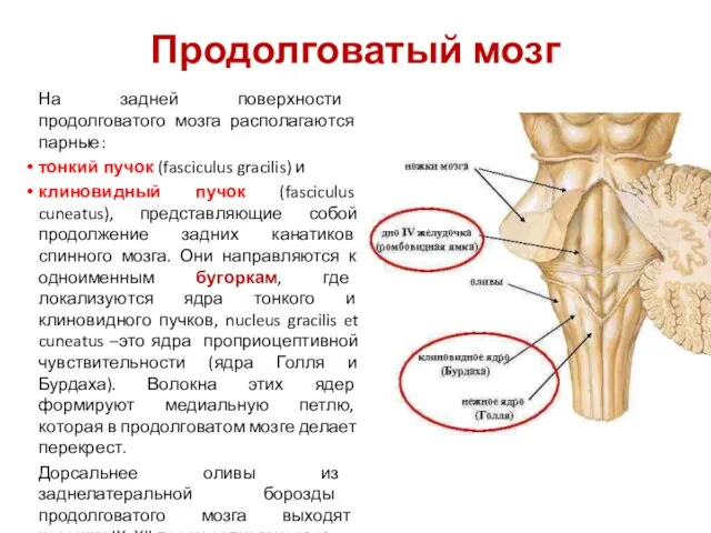 Продолговатый мозг На задней поверхности продолговатого мозга располагаются парные: тонкий пучок