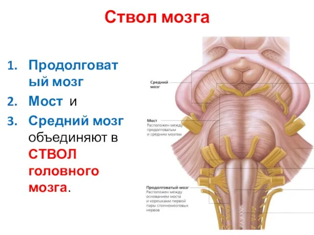 Ствол мозга Продолговатый мозг Мост и Средний мозг объединяют в СТВОЛ головного мозга.