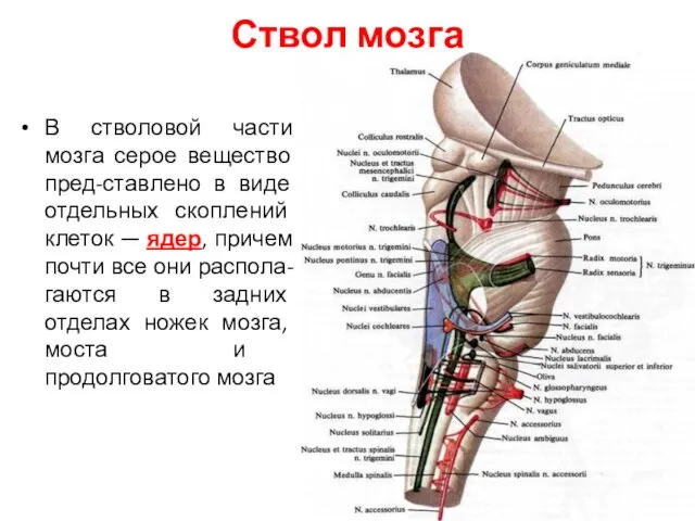 Ствол мозга В стволовой части мозга серое вещество пред-ставлено в виде