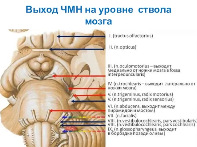 Выход ЧМН на уровне ствола мозга