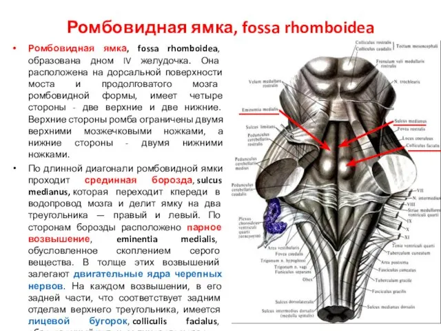 Ромбовидная ямка, fossa rhomboidea Ромбовидная ямка, fossa rhomboidea, образована дном IV