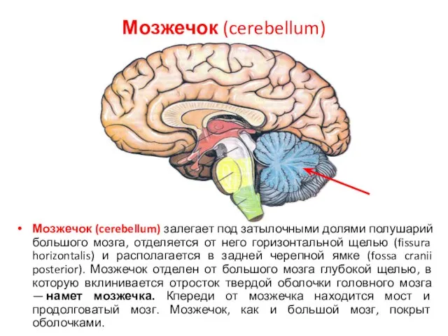 Мозжечок (cerebellum) Мозжечок (cerebellum) залегает под затылочными долями полушарий большого мозга,