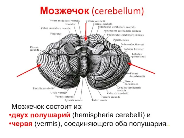 Мозжечок (cerebellum) Мозжечок состоит из: двух полушарий (hemispheria cerebelli) и червя (vermis), соединяющего оба полушария..