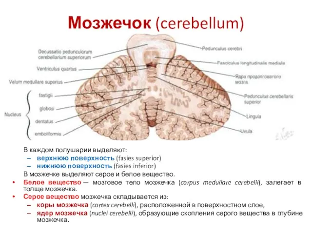 Мозжечок (cerebellum) В каждом полушарии выделяют: верхнюю поверхность (fasies superior) нижнюю