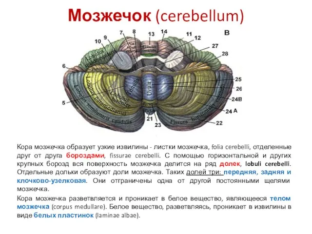Мозжечок (cerebellum) Кора мозжечка образует узкие извилины - листки мозжечка, folia