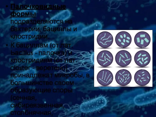 Палочковидные формы подразделяются на бактерии, бациллы и клостридии. К бациллам (от