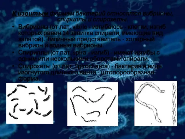 К извитым формам бактерий относятся вибрионы, спириллы и спирохеты. Вибрионы (от