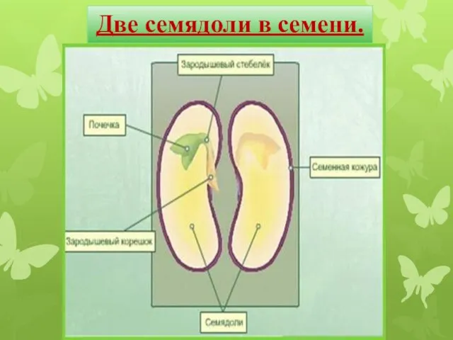 Две семядоли в семени.