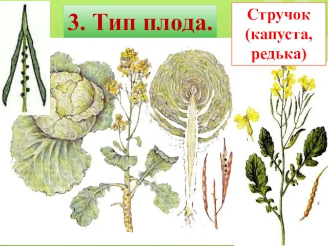 3. Тип плода. Стручок (капуста, редька)