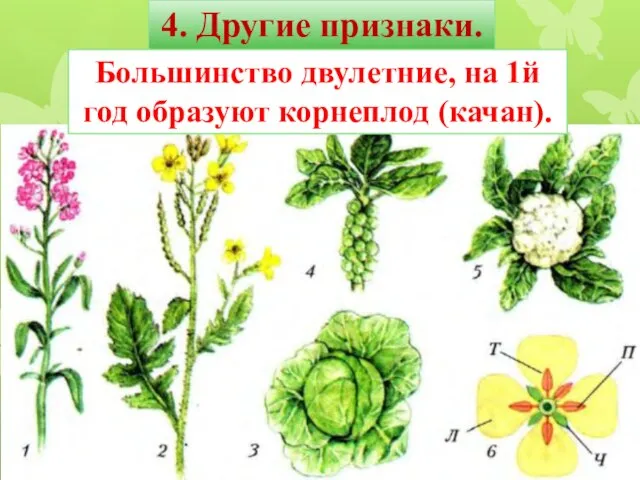 4. Другие признаки. Большинство двулетние, на 1й год образуют корнеплод (качан).