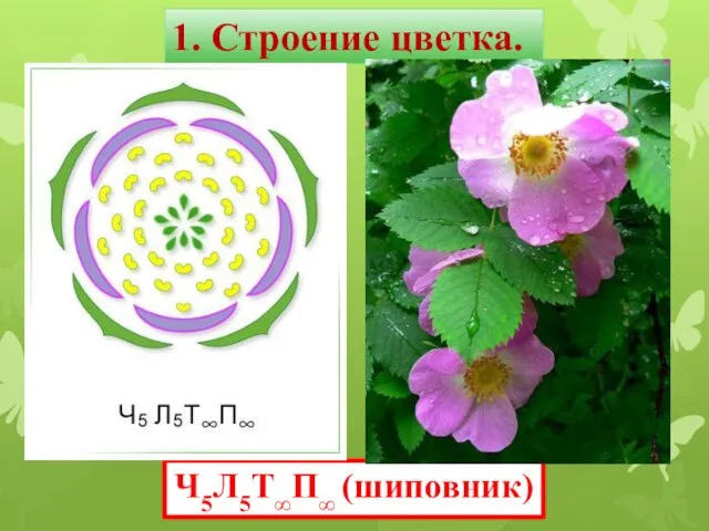 Ч5Л5Т∞П∞ (шиповник) 1. Строение цветка.