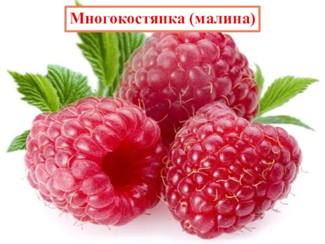 Многокостянка (малина)