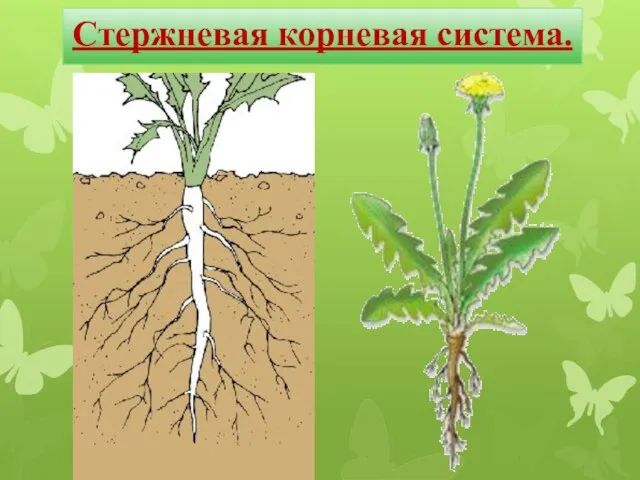 Стержневая корневая система.