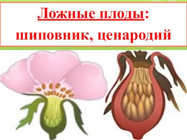 Ложные плоды: шиповник, ценародий