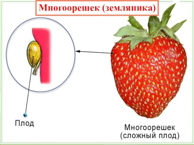 Многоорешек (земляника)