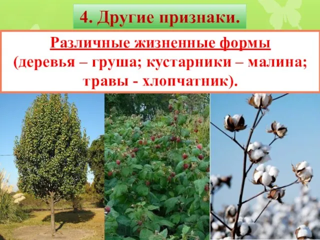 4. Другие признаки. Различные жизненные формы (деревья – груша; кустарники – малина; травы - хлопчатник).