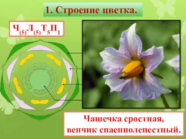 Ч(5)Л(5)Т5П1 1. Строение цветка. Чашечка сростная, венчик спаеннолепестный.