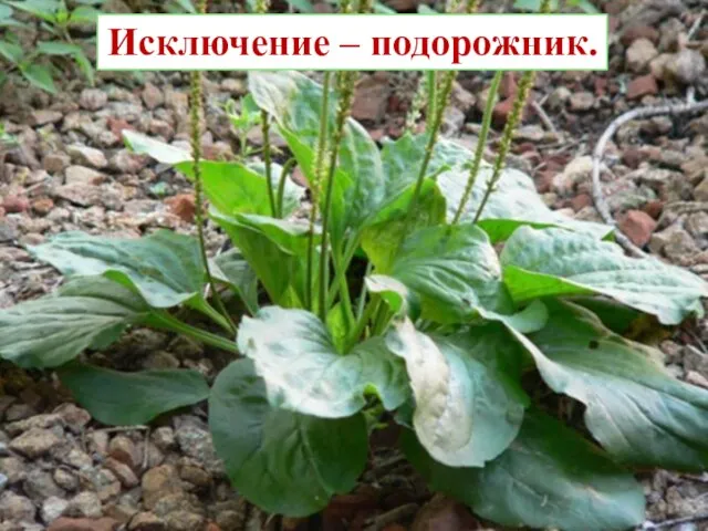 Исключение – подорожник.