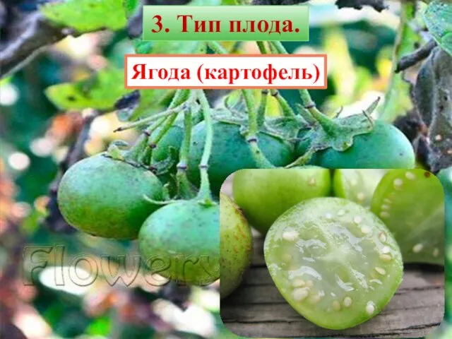 Ягода (картофель) 3. Тип плода.