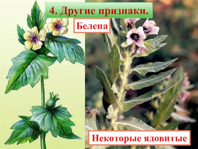 Белена 4. Другие признаки. Некоторые ядовитые