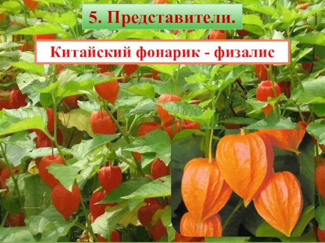 Китайский фонарик - физалис 5. Представители.