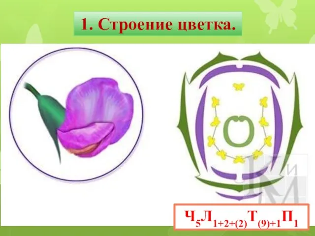 1. Строение цветка. Ч5Л1+2+(2)Т(9)+1П1