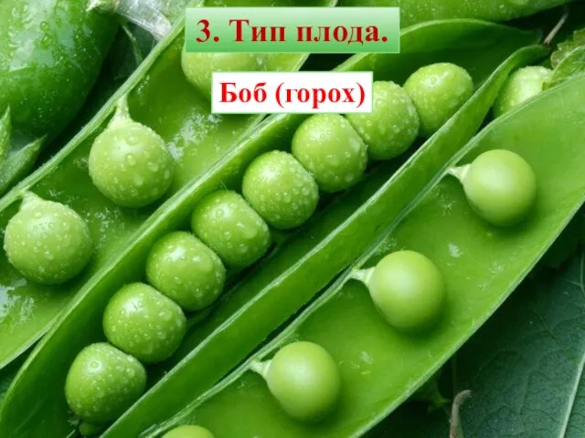 Боб (горох) 3. Тип плода.