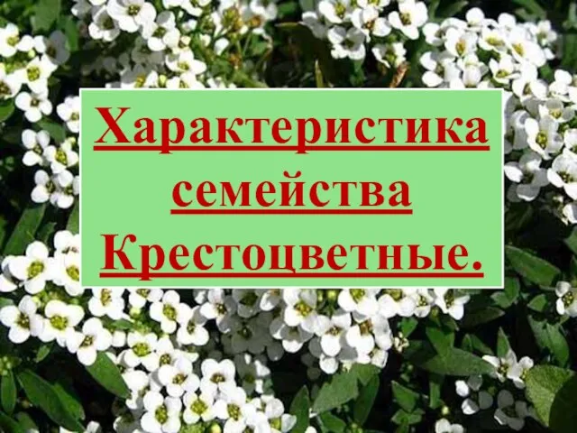 Характеристика семейства Крестоцветные.