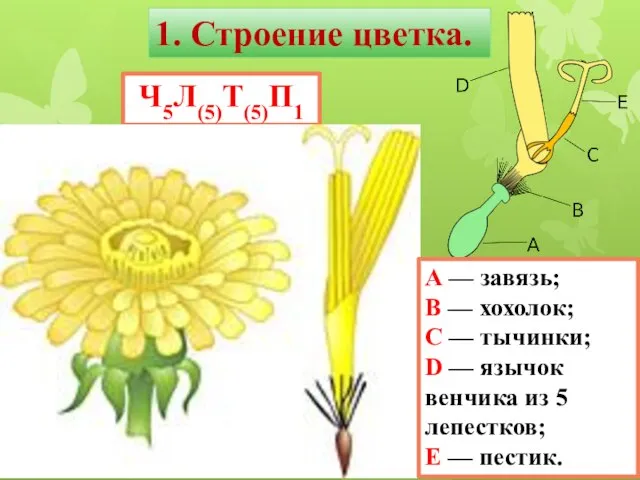 Ч5Л(5)Т(5)П1 1. Строение цветка. A — завязь; B — хохолок; C