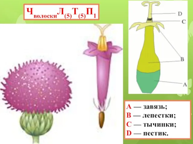 ЧволоскиЛ(5)Т(5)П1 A — завязь; B — лепестки; C — тычинки; D — пестик.