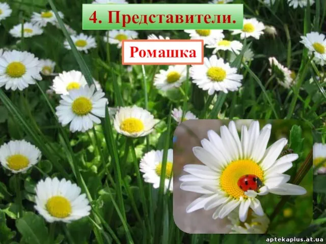 Ромашка 4. Представители.