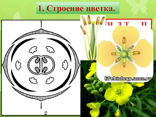 Ч4Л4Т(4+6)П1 1. Строение цветка.