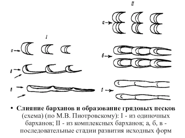 Слияние барханов и образование грядовых песков (схема) (по М.В. Пиотровскому): I