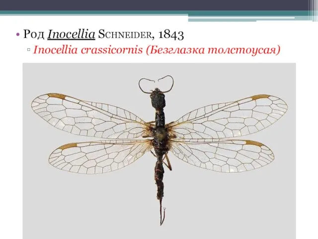 Род Inocellia Schneider, 1843 Inocellia crassicornis (Безглазка толстоусая)