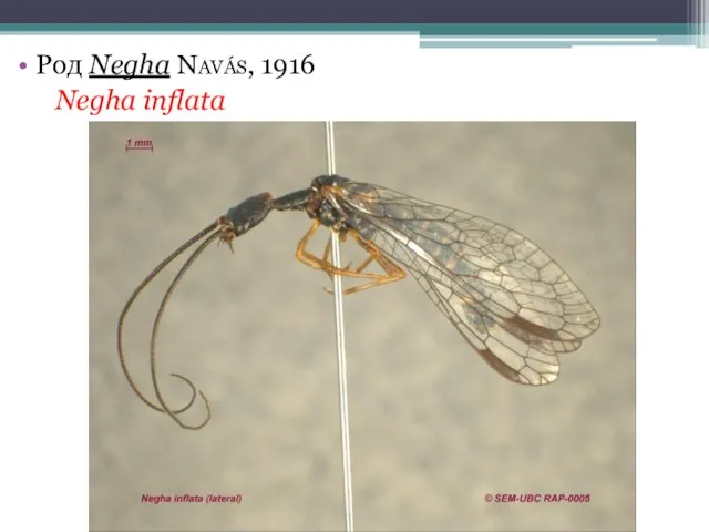 Род Negha Navás, 1916 Negha inflata