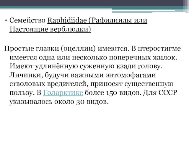 Семейство Raphidiidae (Рафидииды или Настоящие верблюдки) Простые глазки (оцеллии) имеются. В