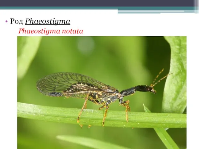 Род Phaeostigma Phaeostigma notata